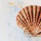 Seashell Art Print