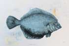 The Plaice Art Print