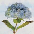 Blue Hydrangea Art Print