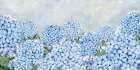 Hydrangea Meadow II Art Print