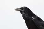 Organ Pipe Cactus Raven Portrait I Minimalist Print