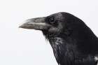 Organ Pipe Cactus Raven Portrait II Minimalist Print