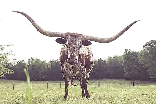 Longhorn Last Call Art Print