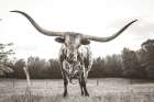 Longhorn Last Call BW Art Print