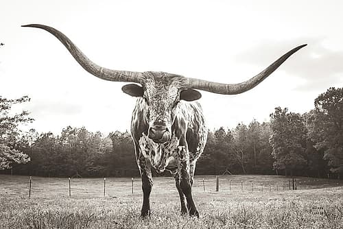 Longhorn Last Call BW No Tail Art Print