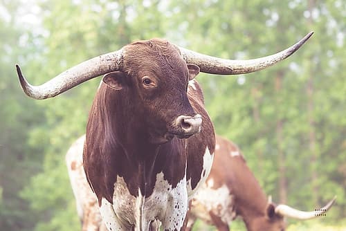 Longhorn Gaze I Animals Print