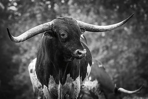 Longhorn Gaze I BW Art Print