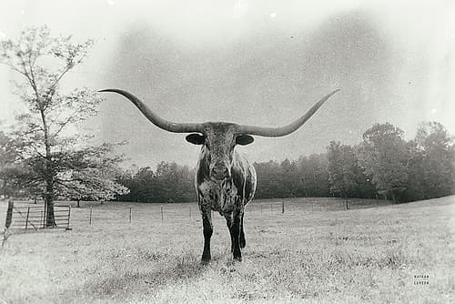 Longhorn Backlit Aged Art Print