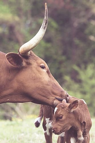 Longhorn Pair Animals Print