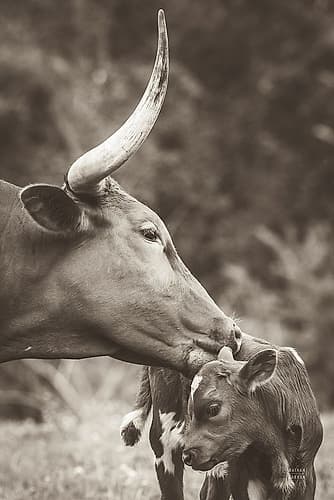 Longhorn Pair Sepia Art Print