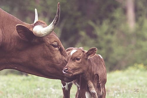 Longhorn Kiss Art Print