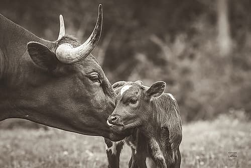 Longhorn Kiss Sepia Art Print