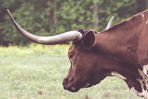 Longhorn Evening Art Print
