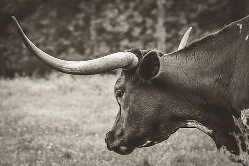 Longhorn Evening Sepia Art Print
