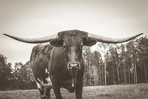 Longhorn Pastures Sepia Art Print