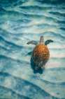 Sandbar Sea Turtle I Art Print