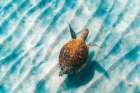 Sandbar Sea Turtle II Art Print
