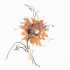 Apricot Sunflower IV Art Print