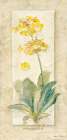 Primrose Light Art Print