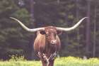 Longhorn Flowers Art Print