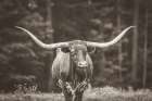 Longhorn Flowers Sepia Art Print