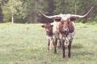 Longhorn Protection Art Print