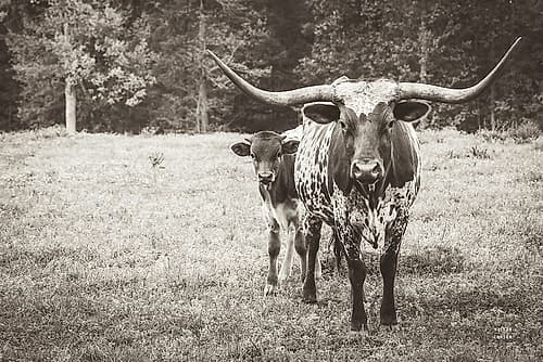 Longhorn Protection Sepia Art Print