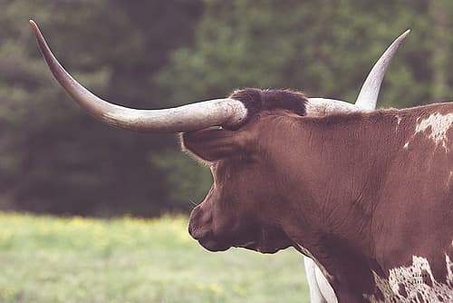 Longhorn Gaze II Art Print