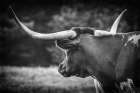 Longhorn Gaze II BW Art Print