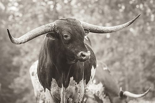 Longhorn Gaze I Sepia Art Print