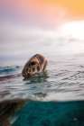 Sunrise Swim Art Print