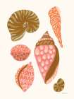 My Tropical Shell Collection I Coastal Print