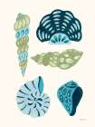 My Tropical Shell Collection II Art Print