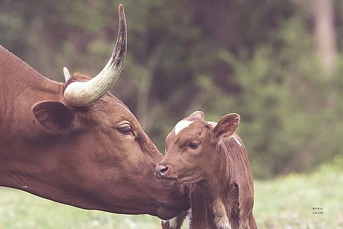 Longhorn Pairing Art Print