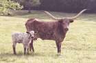 Longhorn Spring Art Print
