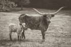 Longhorn Spring Sepia Art Print
