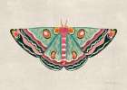 Textured Moth I Bright Art Print