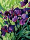 Purple Iris Art Print