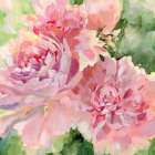 Sarahs Peony Art Print