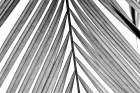 BW Fern I Art Print