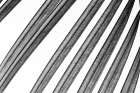 BW Fern II Art Print