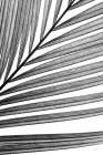 BW Fern III Art Print