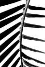 BW Fern IV Art Print