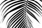 BW Fern V Art Print