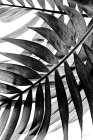 BW Fern VI Art Print