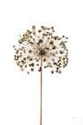 Allium Art Print