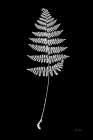 Vermont Fern Art Print
