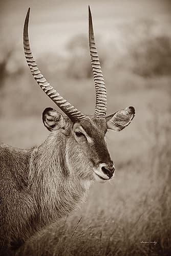 Waterbuck Portrait Sepia Animals Print