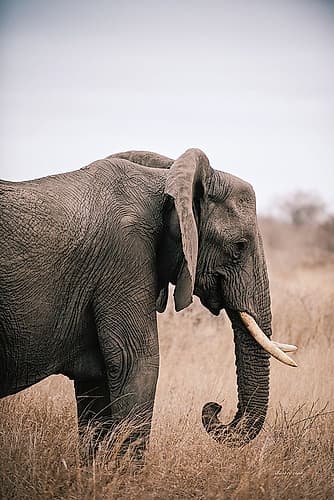 Ellie Side Profile Animals Print