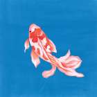 Colorful Koi II Art Print